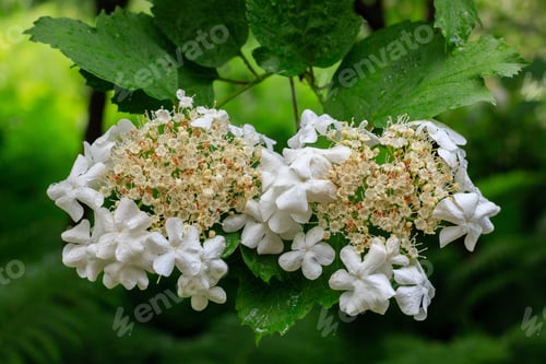 Preview: Viburnum. Sping Garden. Flowers Of The Viburnum Growing In The Summer Garden. Background Of White