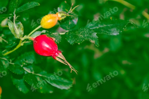 Preview: Bush Of A Dogrose On A Background Of A Summer Landscape