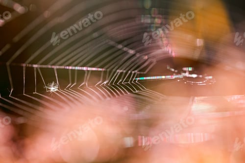 Preview: Abstract Composition With Spider Web Details And Natural Colors