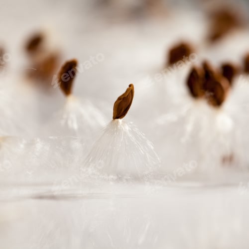 Preview: Abstract Composition With Dried Plants Seeds. Looks Like Dandelion Seeds