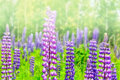 Preview: Summer Landscape With Beautiful Bright Lupine Flowers