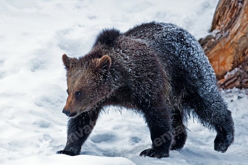 Preview: Brown Bear (Ursus Arctos) In The Bayerischer Wald National Park, Bayern, Germany