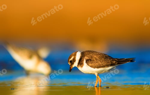 Preview: Little Cute Water Bird. Nature Background. Common Bird Ringed Plover.