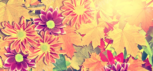Preview: Abstract Background Of Autumn Foliage . Flowers Chrysanthemum