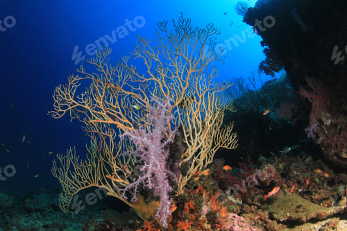 Preview: Underwater Coral Reef And Fish In Ocean