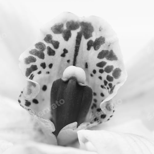 Preview: Macro Shot Of A Beautiful Orchid