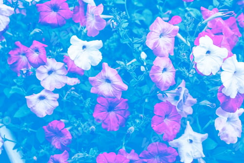 Vista previa: Pink Petunia Colorful Flowers On A Background Summer Landscape