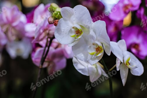 Preview: Flowers. Phalaenopsis Orchids (Moth Orchids). Beautiful Flowers Used As Household Plants.
