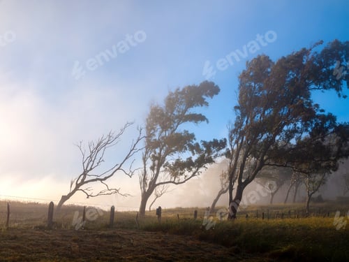 Vorschau: Morgennebel über dem Feld in ländlicher Umgebung