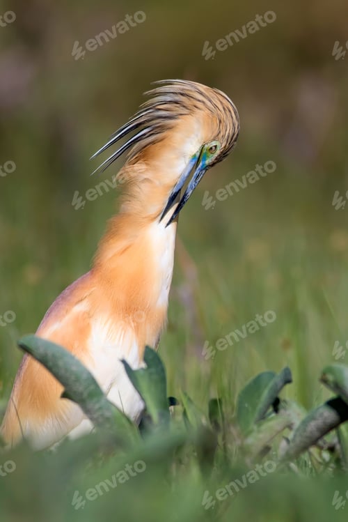 Preview: Heron. Nature Background. Bird: Squacco Heron. Ardeola Ralloides