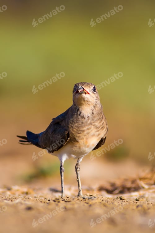 Preview: Cute Bird Collared Pratincole. Warm Colors Nature Background. Collared Pratincole / Glareola