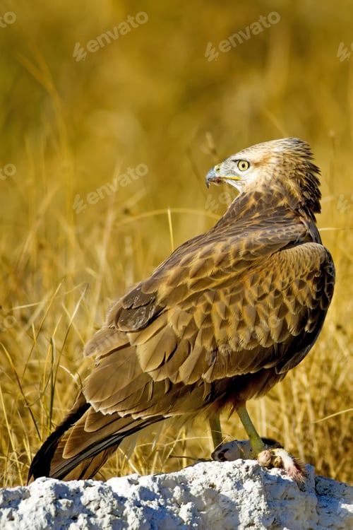 Preview: Bird Of Prey. Buzzard And Its Hunt Least Weasel. Yellow Nature Habitat Background. Bird: Long