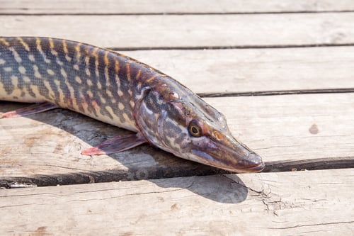 Preview: Freshwater Northern Pike Fish Know As Esox Lucius Lying On Vintage Wooden Background. Fishing