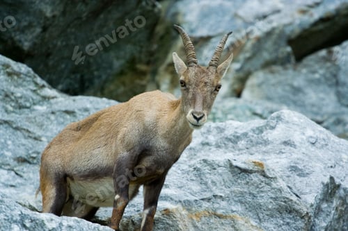 Preview: Mountain Goat On Rocky Landscape