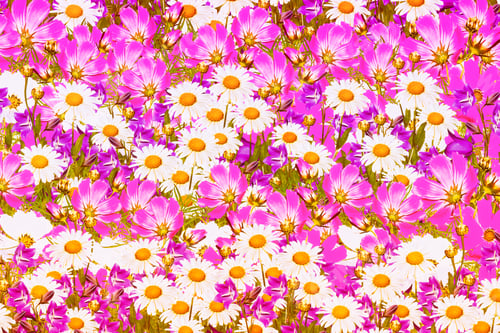 Preview: Daisy and Cosmos Flowers in Full Bloom