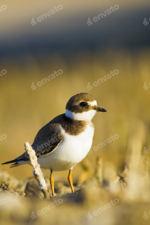 Preview: Drought And Nature Bird. Common Ringed Plover / Charadrius Hiaticula