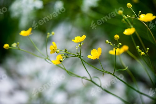 Preview: Forest Flowers And Blossoms In Spring Blooming In Natural Environment