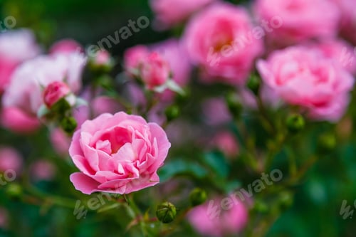Preview: Pink Roses In The Garden Of Pink Roses. Blooming Roses On The Bush. Growing Roses In The Garden.