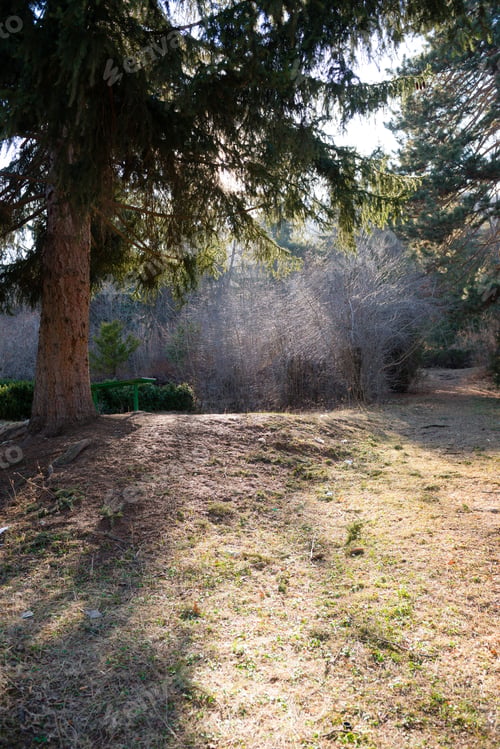 Forest Landscape