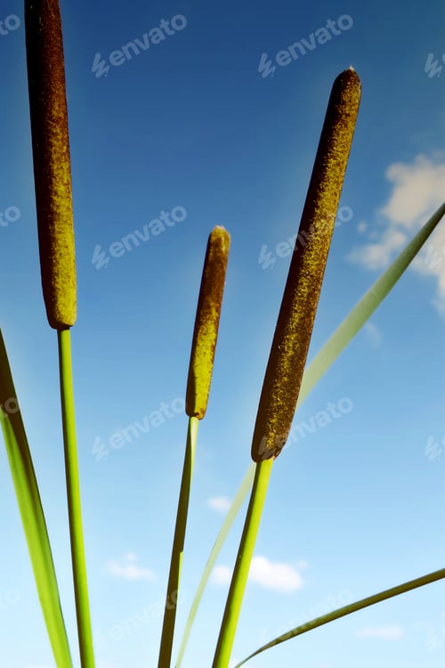 Preview: Reeds Against A Blue Sky.