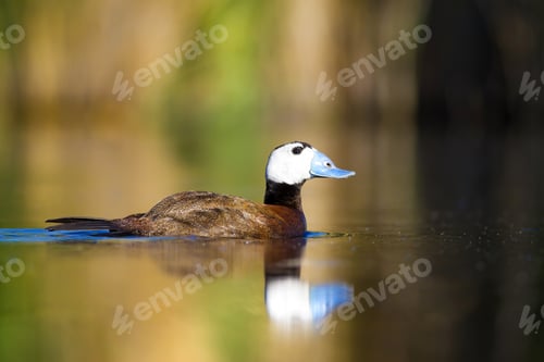Preview: Duck Swimming In Lake. White Headed Duck White Headed Duck Oxyura Leucocephala