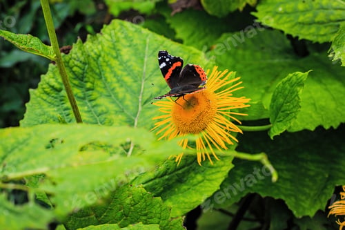 Preview: Beautiful Butterflies On The Flowers Of Inula High (Inula Helenium L. )