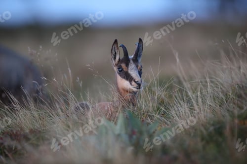 Preview: Chamois (Rupicapra Rupicapra) Vosges Mountains, France