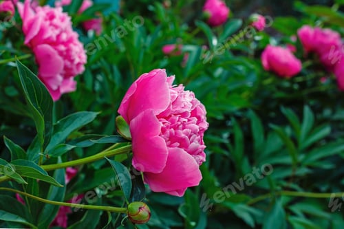 Preview: Flowering Pink Peony In The Garden