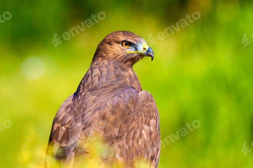 Preview: Bird Of Prey. Portrait Of Buzzard. Green Nature Background.