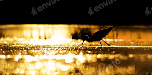 Preview: Sunset Nature And Bird Silhouette. Warm Colors Background.