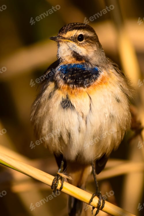 Preview: Cute Bird. Colorful Natural Background. Bird: Common Bird Bluethroat. Luscinia Svecica.