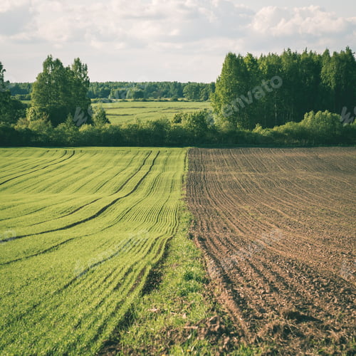 Preview: Cultivated Field And Blue Sky With Sun In Summer - Instant Vintage Square Photo