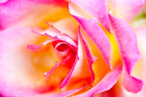 Preview: Pink and Yellow Rose Petal Close-Up