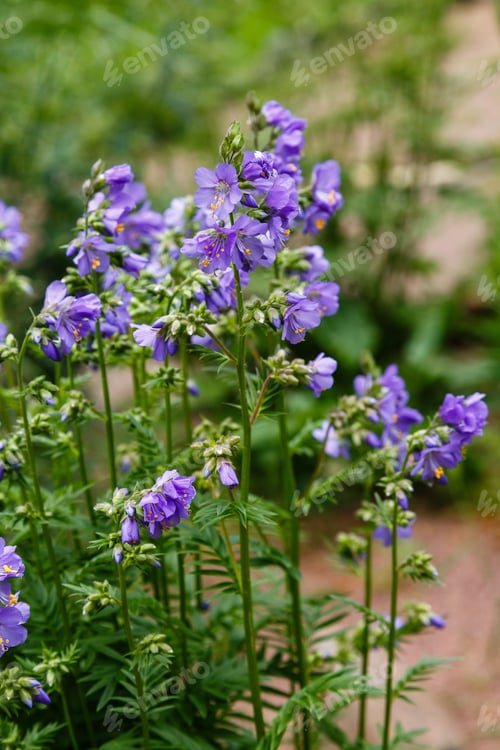 Preview: Polemonium Caeruleum, Known As Jacob'S-Ladder Or Greek Valerian, Is A Hardy Perennial Flowering