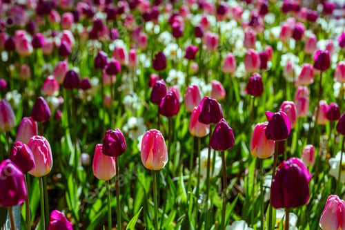 Preview: Beautiful Colorful Tulips In The Garden Or Park On A Sunny Day. The Natural Background.