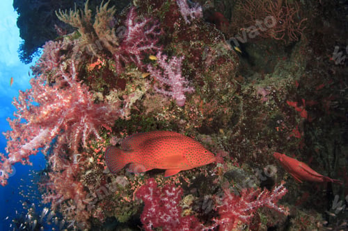 Preview: Grouper Fish On Coral Reef