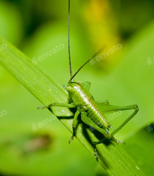 Preview: Close-Up Of A Green Cricket On A Grass Straw