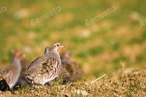 Preview: Partridges. Colorful Nature Background. Bird: Grey Partridge. Perdix Perdix.