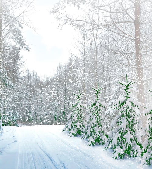 Preview: Winter Landscape.