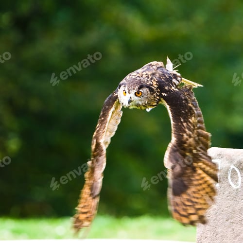 Preview: Flying Owl, With Blurred Wings