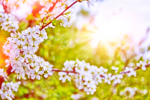 Preview: Blossoming Branch Cherry. Bright Colorful Spring Flowers. Beautiful Nature Scene