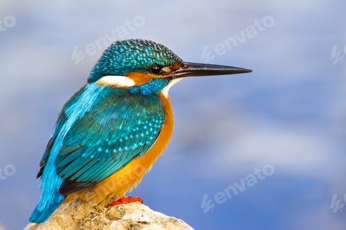 Preview: Colorful Bird Kingfisher. Winter Nature Background. Bird: Common Kingfisher. Alcedo Atthis.