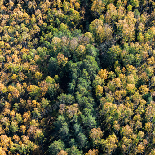 Preview: Aerial View Over The Colorful Trees In Autumn
