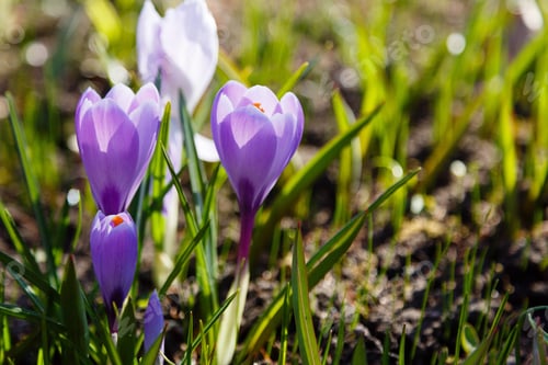 Preview: Crocuses Is Spring Bulbous Flowers