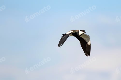 Preview: Flying Bird. Spur Winged Lapwing. Vanellus Spinosus. Blue Sky Background.