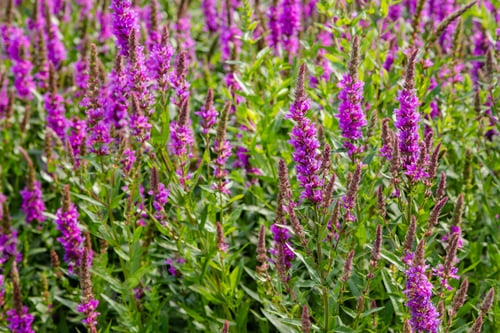 Preview: Purple Flowers Of Lythrum Salicaria On A Natural Background.