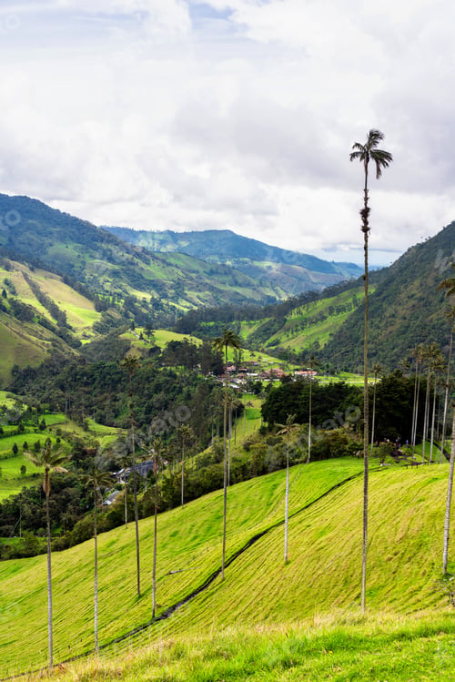 Preview: Landscape Of Wax Palm Trees (Ceroxylon Quindiuense) In Cocora Valley Or Valle De Cocora In Colombia