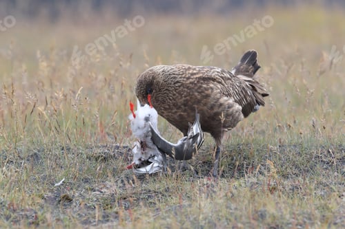 Preview: Great Skua Feeding On Dead Arctic Tern Iceland