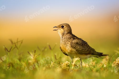 Preview: Cute Bird. Colorful Nature Background. Collared Pratincole / Glareola Pratincola