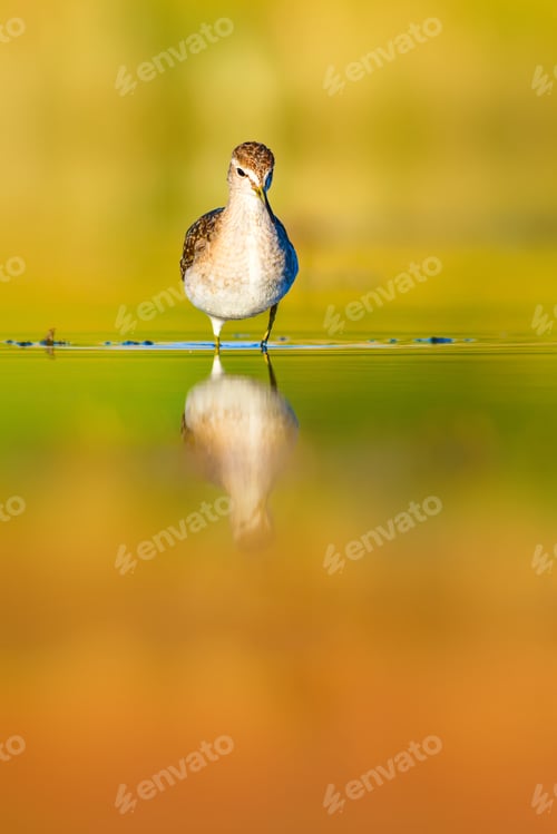 Preview: Cute Water Bird. Nature Background.